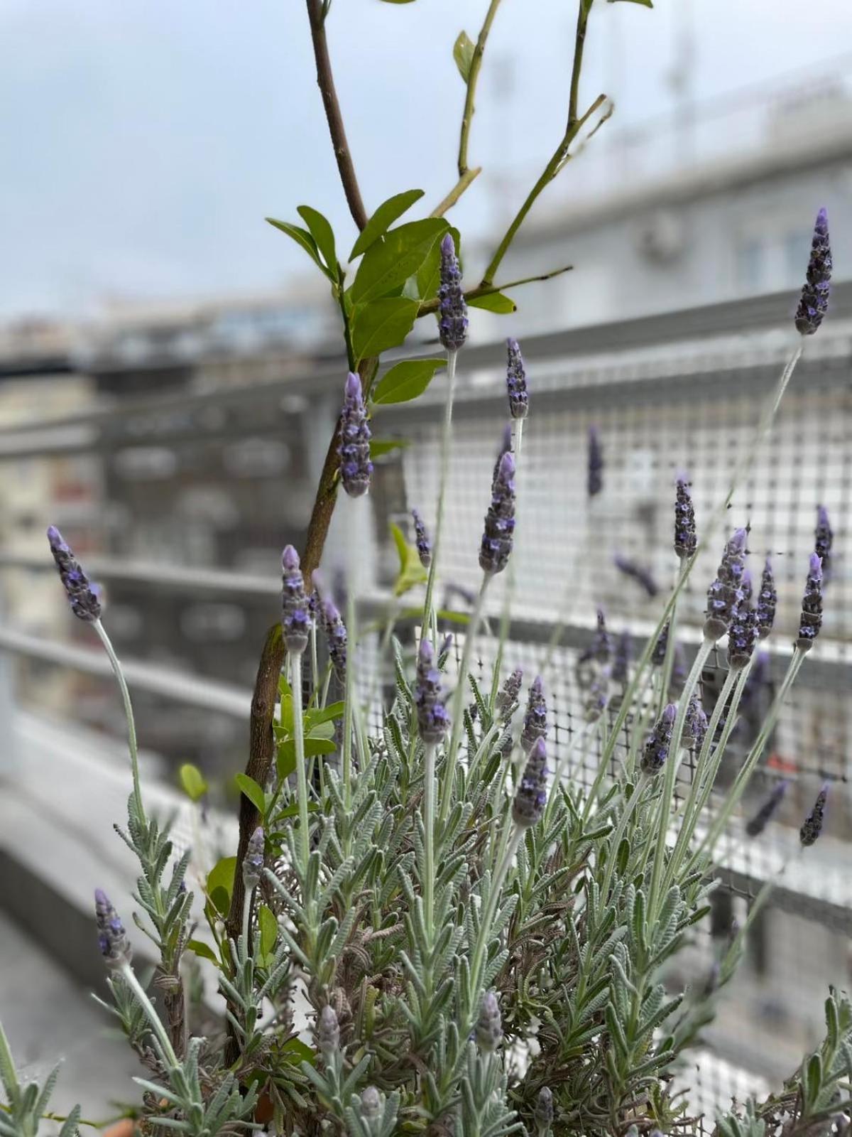 Domus City Apartment With Wonderful Balcony เทสซาโลนิกิ ภายนอก รูปภาพ
